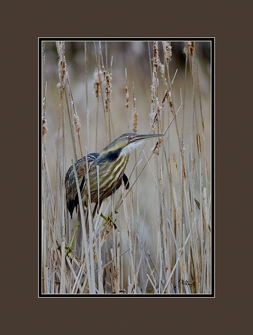 American Bittern
